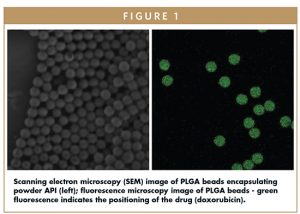 Scanning electron microscopy (SEM) image of PLGA beads encapsulating powder API (left); fluorescence microscopy image of PLGA beads - green fluorescence indicates the positioning of the drug (doxorubicin).