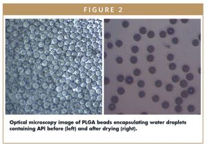 Optical microscopy image of PLGA beads encapsulating water droplets containing API before (left) and after drying (right).