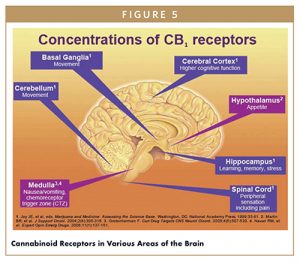 Cannabinoid Receptors in Various Areas of the Brain