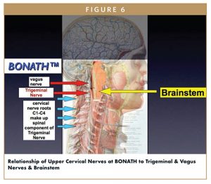 Relationship of Upper Cervical Nerves at BONATH to Trigeminal & Vagus Nerves & Brainstem