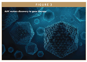 AAV vectors discovery to gene therapy