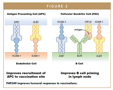 7HP349 improves humoral responses to vaccinations.