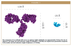 Size comparison of an antibody (left) versus an aptamer (right). Antibodies are approximately 10 times the size of aptamers. The larger size and molecular weight of antibodies (~150 kDa) can impede tissue penetration compared to the smaller size and molecular weight of aptamers (~5-18 kDa).