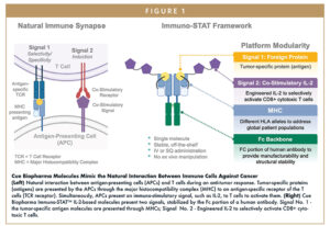 Cue Biopharma Molecules Mimic the Natural Interaction Between Immune Cells Against Cancer (Left) Natural interaction between antigen-presenting cells (APCs) and T cells during an anti-tumor response. Tumor-specific proteins (antigens) are presented by the APCs through the major histocompatibility complex (MHC) to an antigen-specific receptor of the T cells (TCR receptor). Simultaneously, APCs present an immuno-stimulatory signal, such as IL-2, to T cells to activate them. (Right) Cue Biopharma Immuno-STATTM IL-2-based molecules present two signals, stabilized by the Fc portion of a human antibody. Signal No. 1 - the tumor-specific antigen molecules are presented through MHCs; Signal No. 2 - Engineered IL-2 to selectively activate CD8+ cytotoxic T cells.