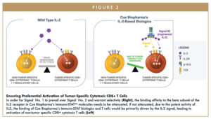 Ensuring Preferential Activation of Tumor-Specific Cytotoxic CD8+ T Cells In order for Signal No. 1 to prevail over Signal No. 2 and warrant selectivity (Right), the binding affinity to the beta subunit of the IL-2 receptor in Cue Biopharma’s Immuno-STATTM molecules needs to be attenuated. If not attenuated, due to the potent activity of IL-2, the binding of Cue Biopharma’s Immuno-STAT biologics and T cells would be primarily driven by the IL-2 signal, leading to activation of non-tumor specific CD8+ cytotoxic T cells (Left)
