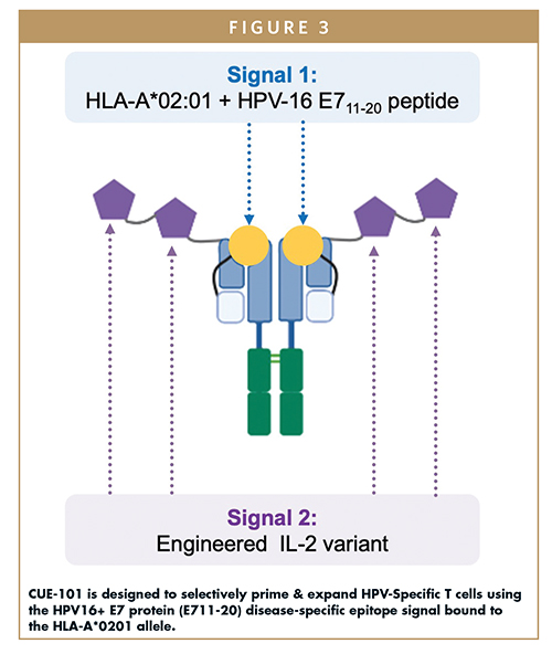CUE-101 is designed to selectively prime & expand HPV-Specific T cells using the HPV16+ E7 protein (E711-20) disease-specific epitope signal bound to the HLA-A*0201 allele.