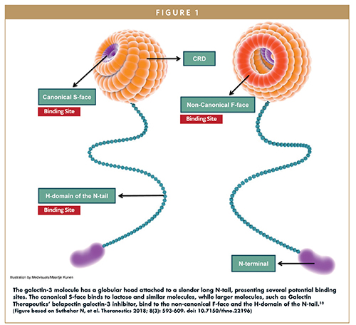 GALECTIN INHIBITORS - Is a Galectin-3 Inhibitor the Answer for Millions ...