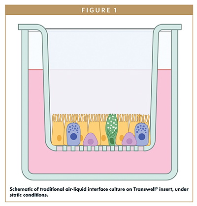 Schematic of traditional air-liquid interface culture on Transwell® insert, under static conditions.