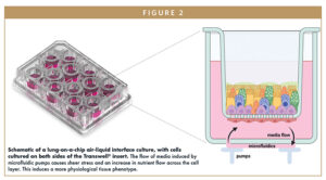 Schematic of a lung-on-a-chip air-liquid interface culture, with cells cultured on both sides of the Transwell® insert. The flow of media induced by microfluidic pumps causes sheer stress and an increase in nutrient flow across the cell layer. This induces a more physiological tissue phenotype.