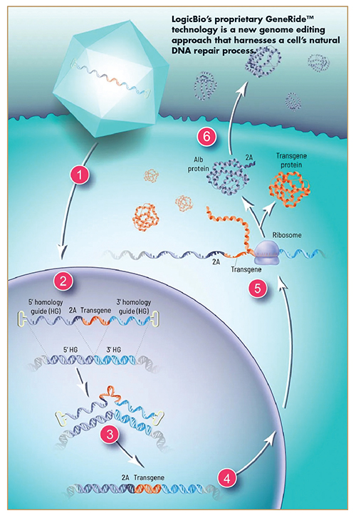 LogicBio’s proprietary GeneRide™ technology is a new genome editing approach that harnesses a cell’s natural DNA repair process.