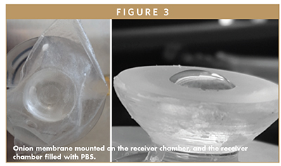 Onion membrane mounted on the receiver chamber, and the receiver chamber filled with PBS.