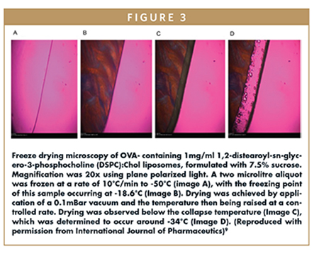 Freeze drying microscopy of OVA- containing 1mg/ml 1,2-distearoyl-sn-glycero-3-phosphocholine (DSPC):Chol liposomes, formulated with 7.5% sucrose. Magnification was 20x using plane polarized light. A two microlitre aliquot was frozen at a rate of 10°C/min to -50°C (image A), with the freezing point of this sample occurring at -18.6°C (Image B). Drying was achieved by application of a 0.1mBar vacuum and the temperature then being raised at a controlled rate. Drying was observed below the collapse temperature (Image C), which was determined to occur around -34°C (Image D). (Reproduced with permission from International Journal of Pharmaceutics)9