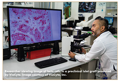 Researcher viewing image of beta cells in a preclinical islet graft produced by ViaCyte. Image courtesy of ViaCyte, Inc.