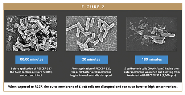 When exposed to R327, the outer membrane of E. coli cells are disrupted and can even burst at high concentrations.