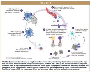 The DPX therapy can be delivered by simple subcutaneous injection, maintaining the bioactive molecules at the injection site where they interact with antigen-presenting cells, or APCs. APCs take up the DPX vesicles and its cargo and transport them to the lymph nodes to activate T and B cells. These cells can then circulate into the blood, targeting and destroying cancer cells through a specific immune response. This controlled release prevents systemic distribution or leaching of cargo, which can reduce side effects and produce a robust and long-lasting immune response.