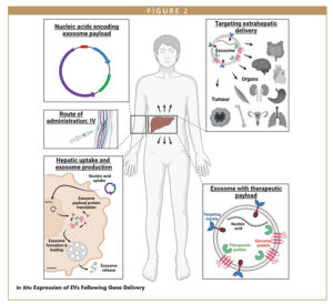 In Situ Expression of EVs Following Gene Delivery