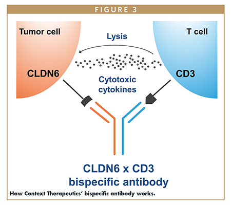 How Context Therapeutics’ bispecific antibody works.