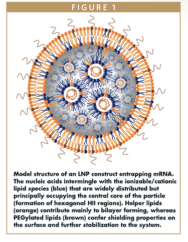 Model structure of an LNP construct entrapping mRNA. The nucleic acids intermingle with the ionizable/cationic lipid species (blue) that are widely distributed but principally occupying the central core of the particle (formation of hexagonal HII regions). Helper lipids (orange) contribute mainly to bilayer forming, whereas PEGylated lipids (brown) confer shielding properties on the surface and further stabilization to the system.