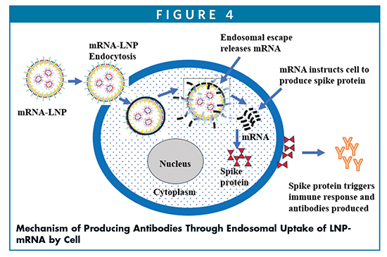 Mechanism of Producing Antibodies Through Endosomal Uptake of LNP-mRNA by Cell