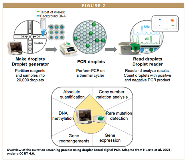 Overview of the mutation screening process using droplet-based digital PCR. Adopted from Huerta et al. 2021, under a CC BY 4.0.