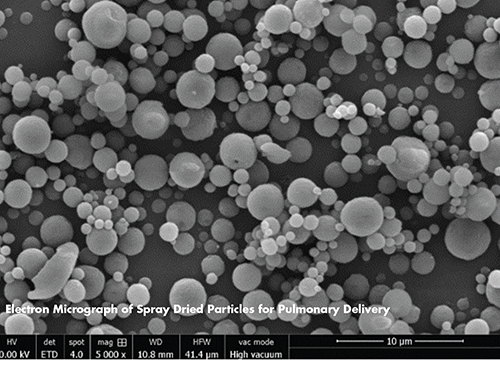 Electron Micrograph of Spray Dried Particles for Pulmonary Delivery