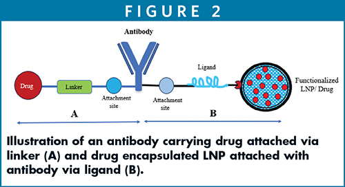 Illustration of an antibody carrying drug attached via linker (A) and drug encapsulated LNP attached with antibody via ligand (B).
