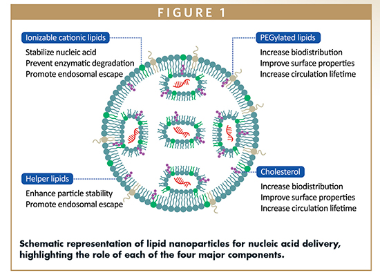 Schematic representation of lipid nanoparticles for nucleic acid delivery, highlighting the role of each of the four major components.