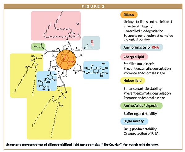 Schematic representation of silicon-stabilized lipid nanoparticles (“Bio-Courier”) for nucleic acid delivery.