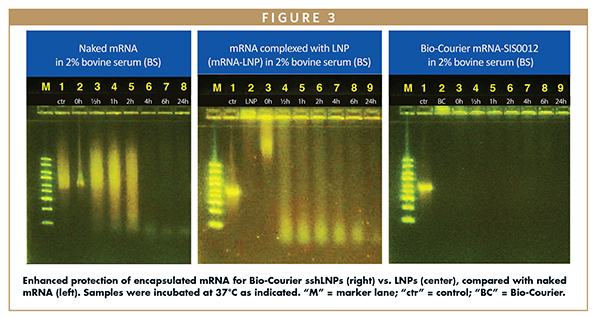 Enhanced protection of encapsulated mRNA for Bio-Courier sshLNPs (right) vs. LNPs (center), compared with naked mRNA (left). Samples were incubated at 37°C as indicated. “M” = marker lane; “ctr” = control; “BC” = Bio-Courier.