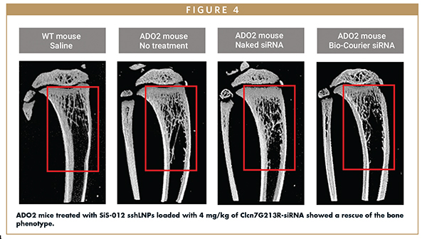 ADO2 mice treated with SiS-012 sshLNPs loaded with 4 mg/kg of Clcn7G213R-siRNA showed a rescue of the bone phenotype.