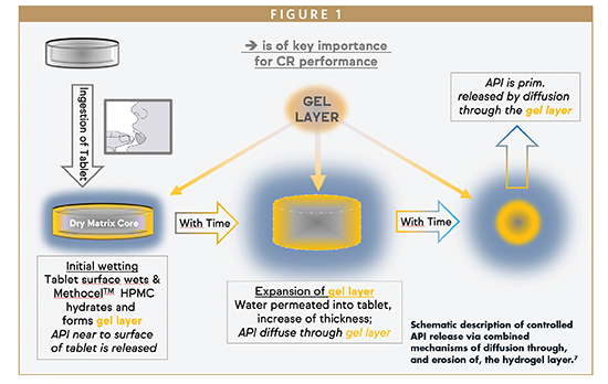 Schematic description of controlled API release via combined mechanisms of diffusion through, and erosion of, the hydrogel layer.7