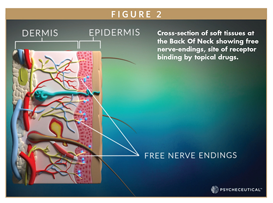 Cross-section of soft tissues at the Back Of Neck showing free nerve-endings, site of receptor binding by topical drugs.