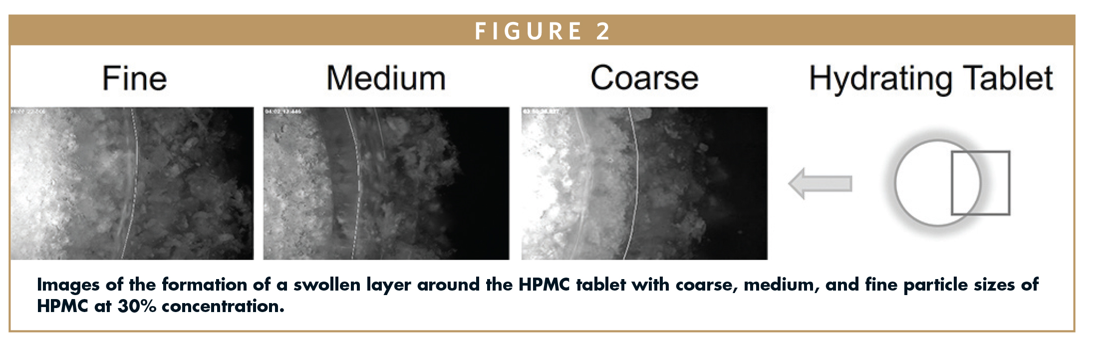 Images of the formation of a swollen layer around the HPMC tablet with coarse, medium, and fine particle sizes of HPMC at 30% concentration.