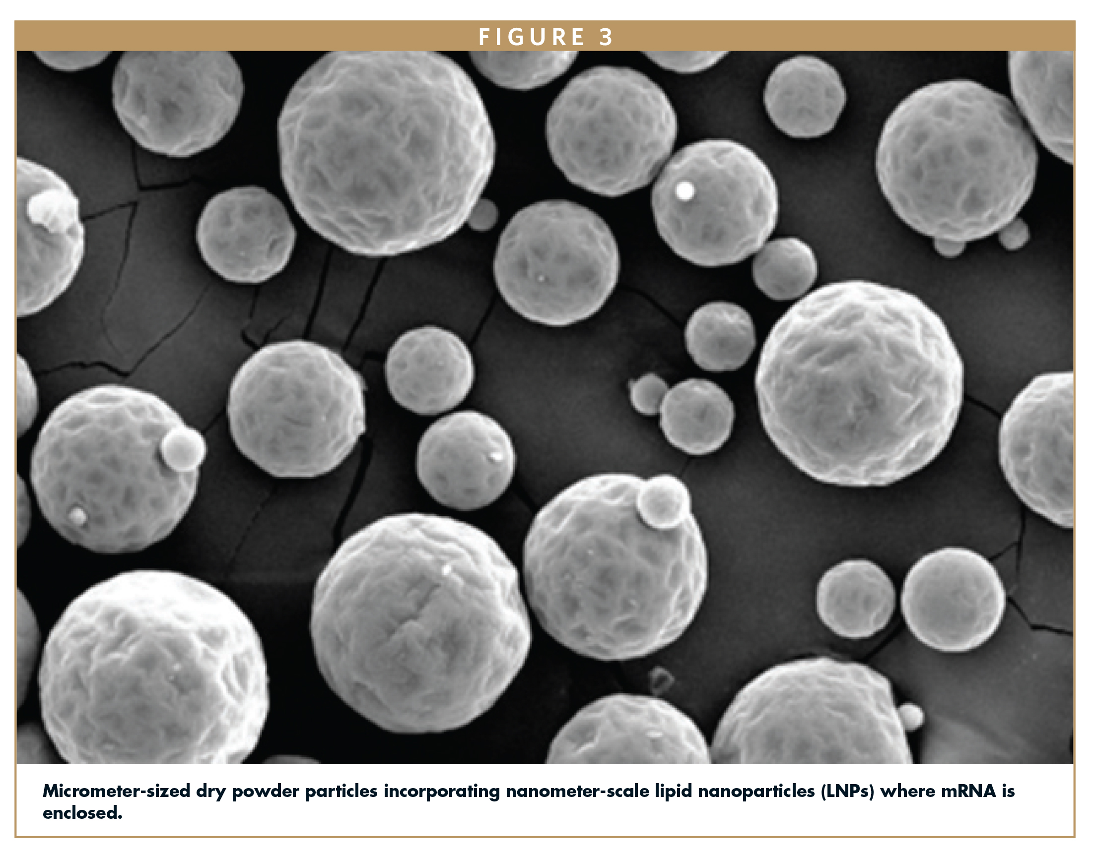 Micrometer-sized dry powder particles incorporating nanometer-scale lipid nanoparticles (LNPs) where mRNA is enclosed.
