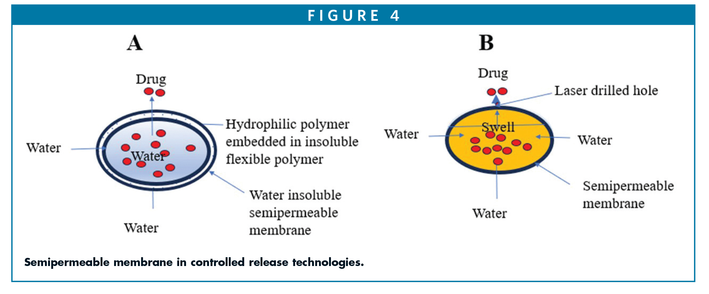 Semipermeable membrane in controlled release technologies.