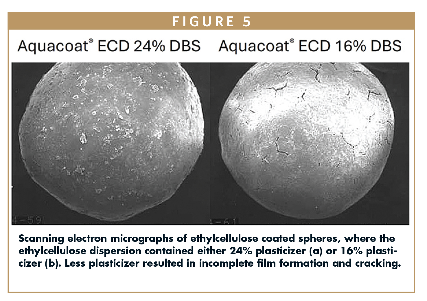 Scanning electron micrographs of ethylcellulose coated spheres, where the ethylcellulose dispersion contained either 24% plasticizer (a) or 16% plasticizer (b). Less plasticizer resulted in incomplete film formation and cracking.