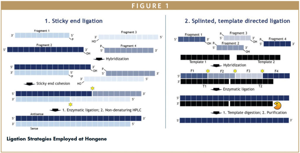 CHEMOENZYMATIC LIGATION - Enabling Scalable, Sustainable ...