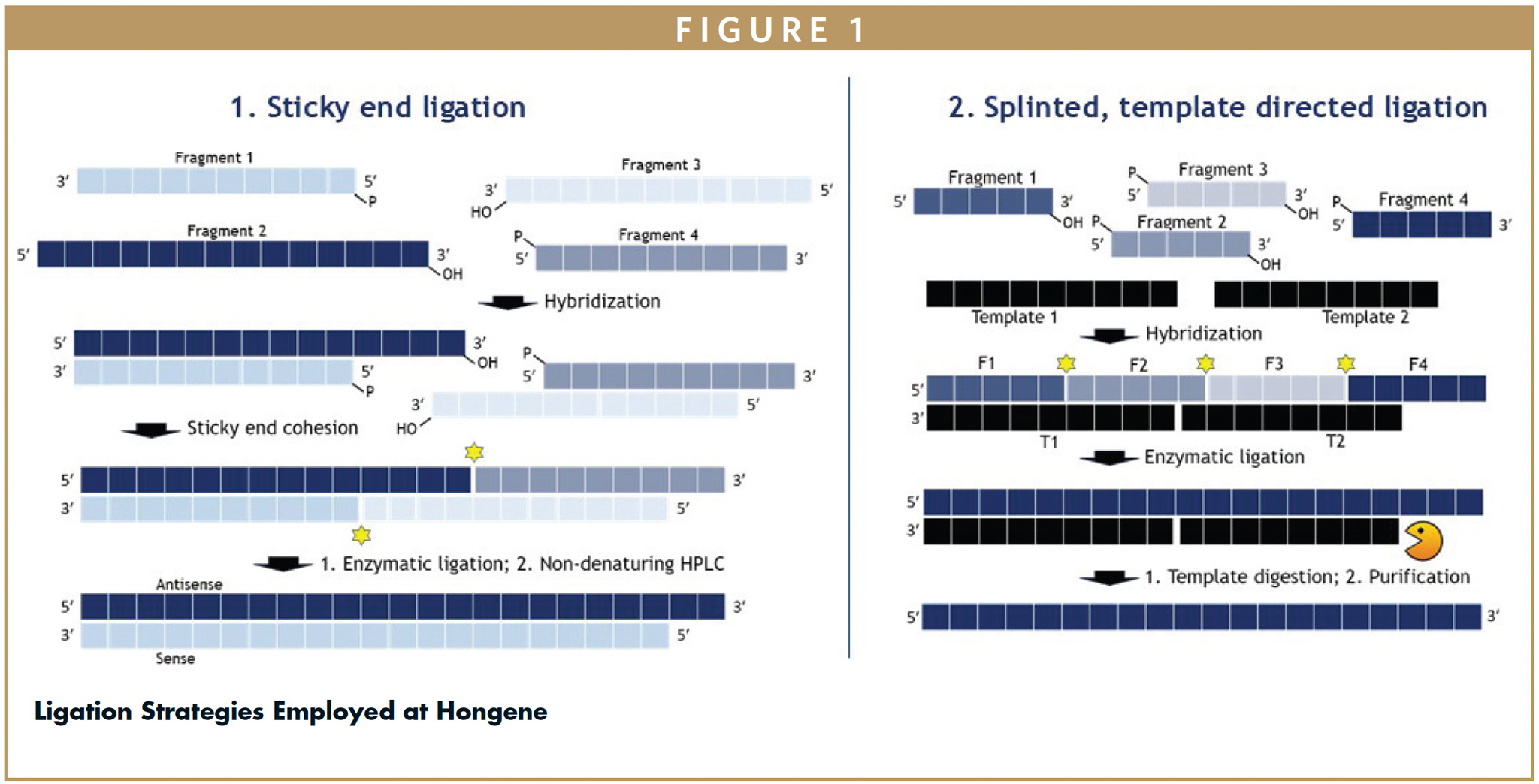 Chemoenzymatic Ligation